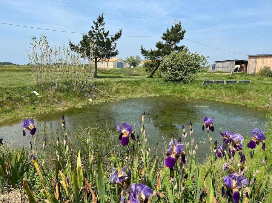 Maison De Charme Au Coeur Des Marais Pour 6 Pers. Hébergement de vacances Bouin (Vendee)